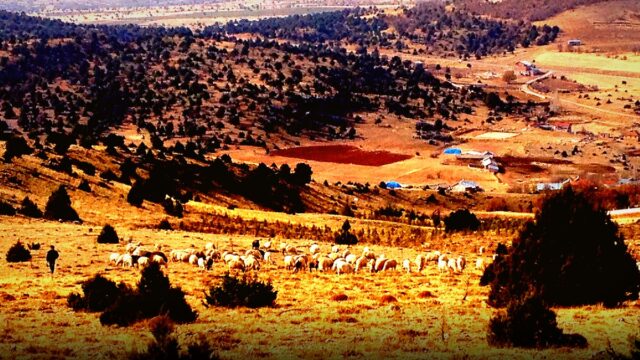 Çiçekdağı ve Boztepe’de hayvancılık işletmelerine kapasite denetimi