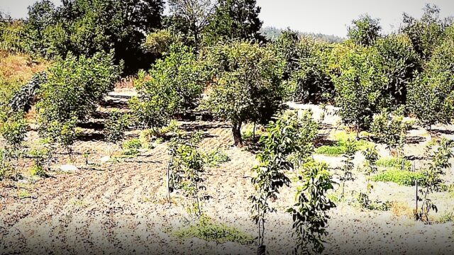 Kaman Ceviz Festivali’nde “İyilik Var” Hareketi Tanıtıldı!