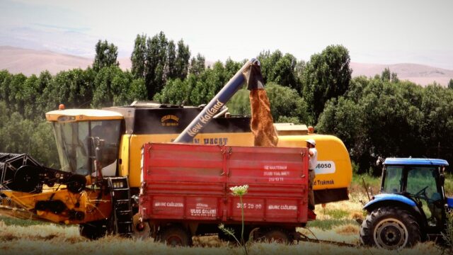 Kırşehir’de Dalından Sofraya Hünnap: Mucur’da Hasat Zamanı
